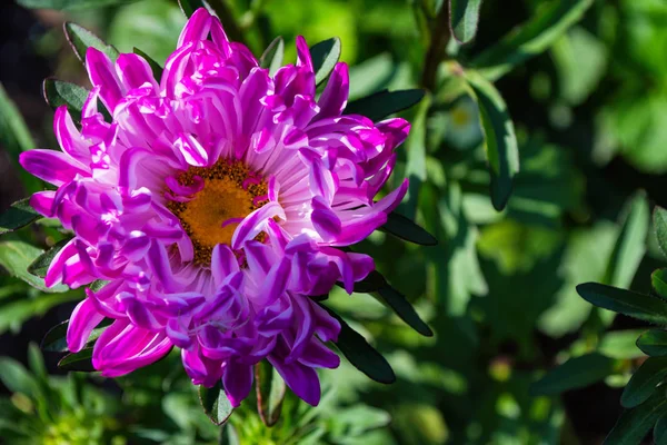 Astry Kwiatów Różowy Kwiat Aster Bliska Miękka Ostrość Kopiuj Przestrzeń — Zdjęcie stockowe