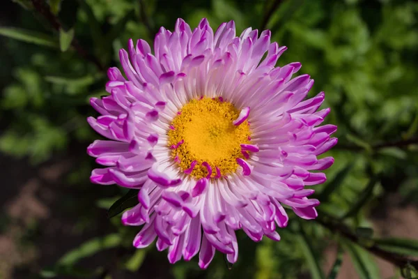 Asters flowers. Asters bloom in the garden. Flowers aster close up. Soft focus.