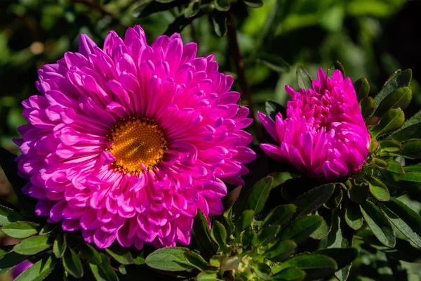 Asters flowers. Asters bloom in the garden. Flowers aster close up. Soft focus.