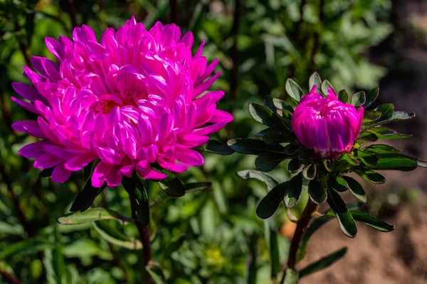 Asters flowers. Asters bloom in the garden. Flowers aster close up. Soft focus.