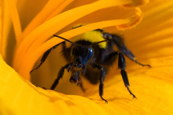 Bumblebee i pomarańczowy kwiat liliowca. Bumblebee zbiera nektar o — Zdjęcie stockowe