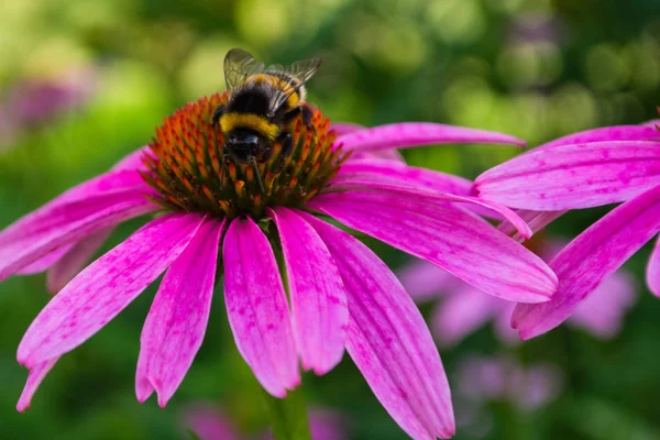 Bumblebee Flower Echinacea Purpurea Flower Fields Medicinal Plants Insect Closeup — Stock Photo, Image