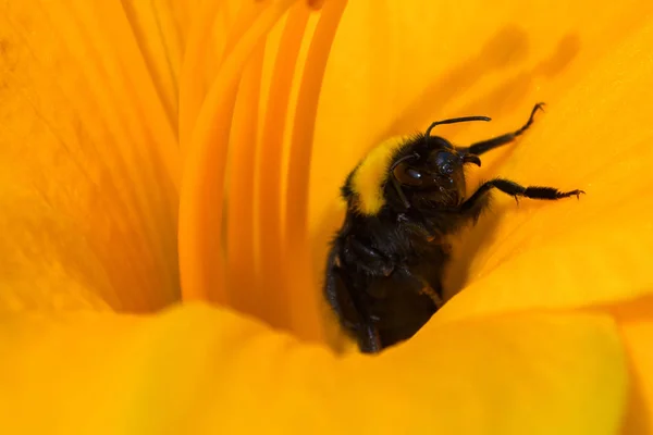 Humlor och apelsin daglilja blomma. Bumblebee samlar in nektar o — Stockfoto