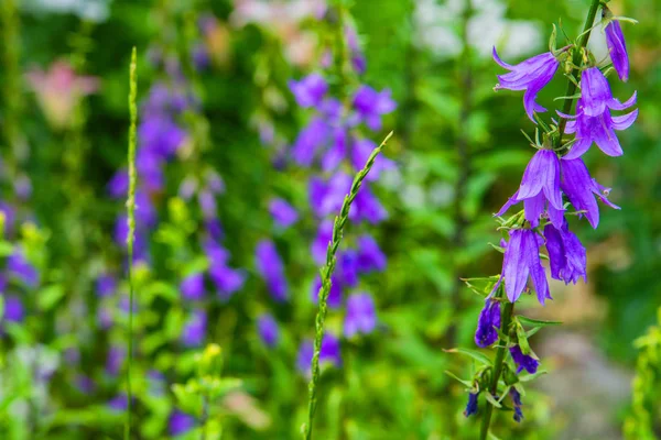 Paarse Canterbury Bells Bloemen Landschap Prachtig Gebied Van Wilde Bloemen — Stockfoto