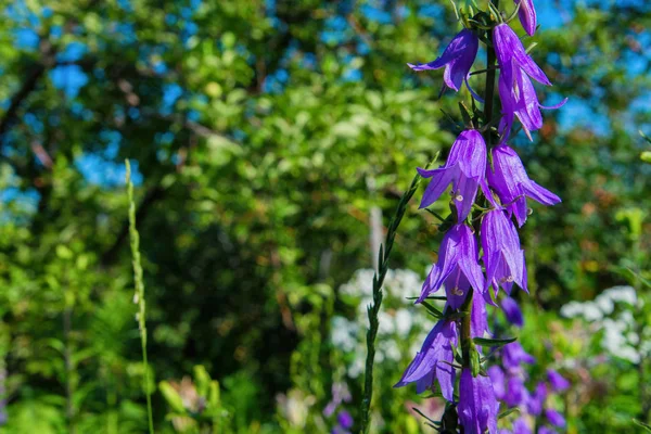 Purple canterbury bells flowers, landscape. Beautiful field of wildflowers on a summer day. Purple bells on a background of green leaves.