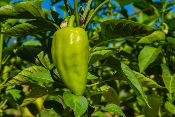 Pimenta Doce Crescendo Horta Pimenta Verde Jardim Amadurecer Pimentas Numa — Fotografia de Stock