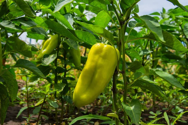 Sweet pepper growing in the vegetable garden. Unripe bell pepper in the garden. Ripening bell peppers in a greenhouse, close-up. Peppers closeup.