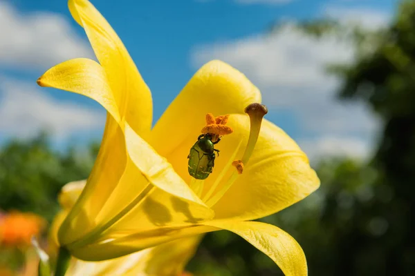 Chafer Dourado Cetonia Aurata Sentado Lily Amarela Uma Praga Insecto — Fotografia de Stock
