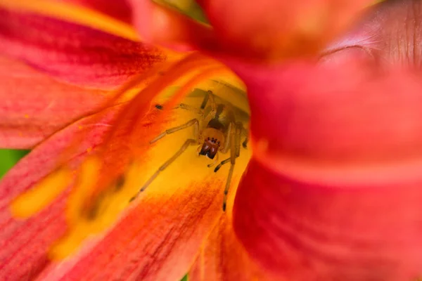 Spider Cheiracanthium Sitting Flower Red Yellow Daylilie Cheiracanthium Ambush Spider — Stock Photo, Image