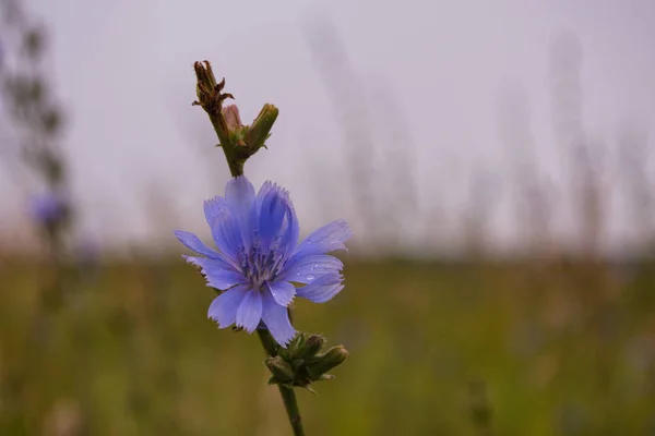Błękitna Dzika Cykoria Pole Dzikiej Cykorii Kwiat Cykorii Deszczu Zbliżenie — Zdjęcie stockowe