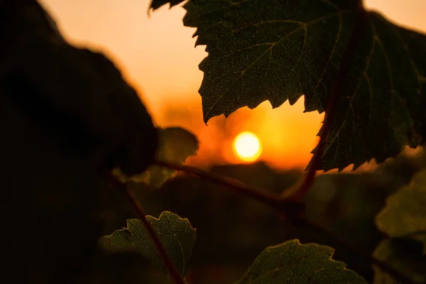 Beautiful sunset. Beautiful Sunny sunset on the background of leafs grape. Beautiful sunset in the vineyard.