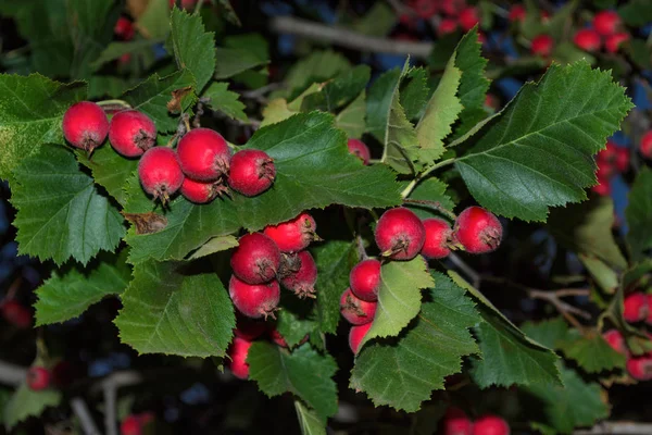 Frutteto Bacche Biancospino Mature Rosse Uno Sfondo Foglie Verdi Bacche — Foto Stock