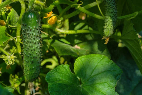 Огурец Cucumis Sativus Огороде Cucumis Sativus Ежегодное Травянистое Растение Семейства — стоковое фото