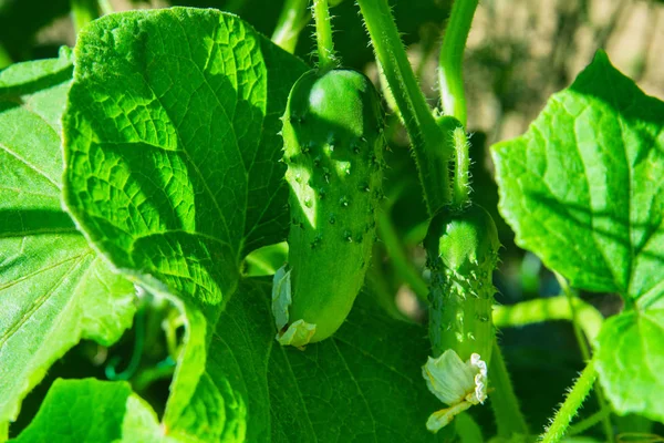 Gurken Cucumis Sativus Gemüsegarten Cucumis Sativus Ist Eine Einjährige Krautige — Stockfoto