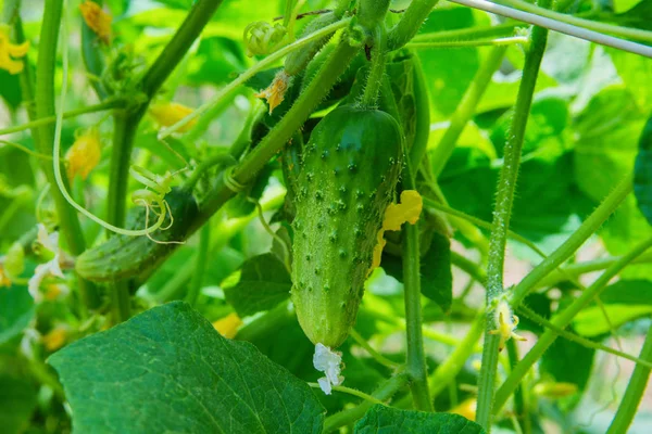 Concombre Cucumis Sativus Dans Potager Cucumis Sativus Une Plante Herbacée — Photo