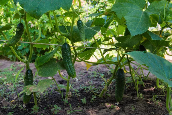 Concombre Cucumis Sativus Dans Potager Cucumis Sativus Une Plante Herbacée — Photo