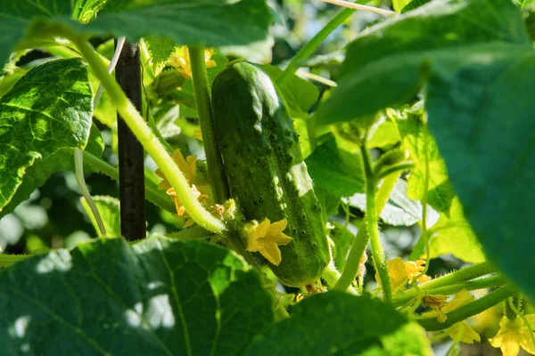 Cucumber (Cucumis sativus) in vegetable garden. Cucumis sativus an annual herbaceous plant of the Cucurbitaceae family, vegetable crops. Yellow flower and green cucumber. Cucumber in vegetable garden close up.