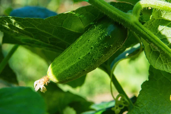 Concombre Cucumis Sativus Dans Potager Cucumis Sativus Une Plante Herbacée — Photo