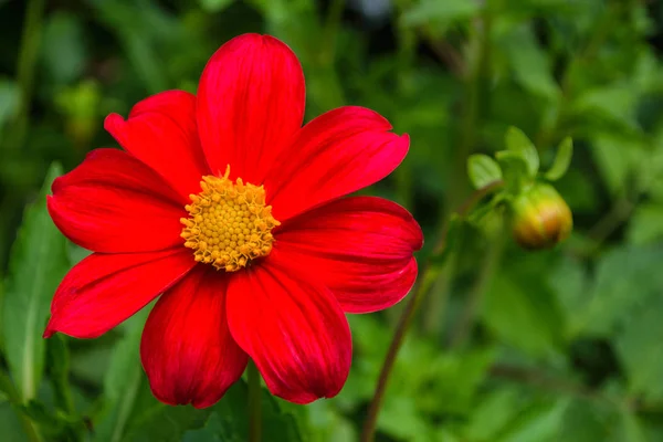 Цветы Далия Веселые Ребята Красный Цветок Георгины Цветы Крупным Планом — стоковое фото