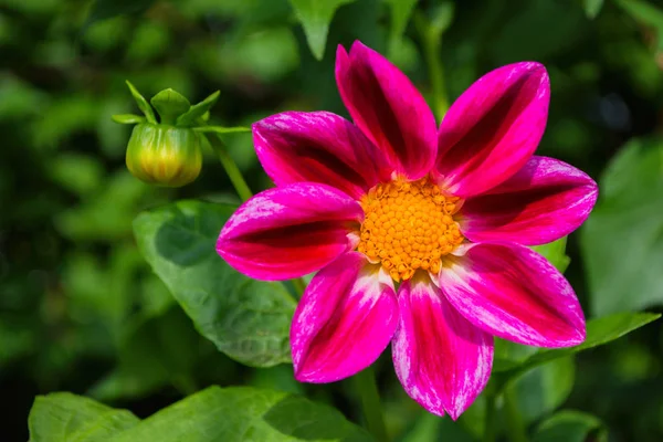 Цветы Далия Веселые Ребята Фиолетовый Цветок Георгины Цветы Крупным Планом — стоковое фото