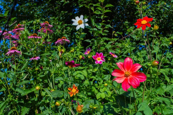 Flowers Dahlia Jolly Fellows Bright Garden Flowers Dahlia Flowers Closeup — Stock Photo, Image