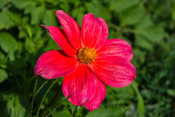 Flores Dahlia Jolly Fellows Dalia Flor Rosa Flores Primer Plano —  Fotos de Stock