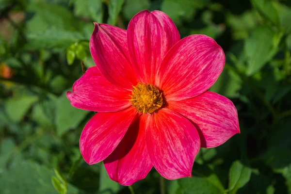 Flowers Dahlia Jolly Fellows Pink Flower Dahlia Flowers Closeup Selective — Stock Photo, Image