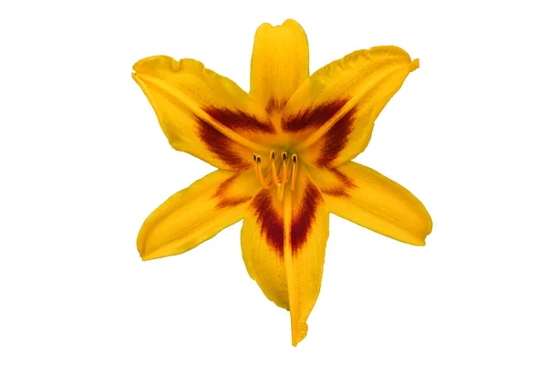 Bunga Daylily Kuning Daylily Menutup Bunga Daylily Terisolasi Pada Latar — Stok Foto