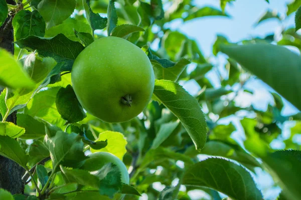 Green apples on a tree. Green apples on a branch ready to be harvested, outdoors, selective focus. Fresh green apples on tree in summer garden. Green apples on tree close up.
