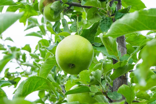 Green apples on a tree. Green apples on a branch ready to be harvested, outdoors, selective focus. Fresh green apples on tree in summer garden. Green apples on tree close up.