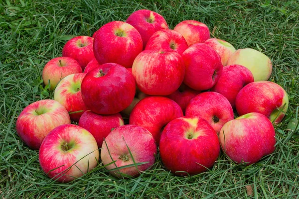 Röda Äpplen Gräset Äpplen Trädgården Heap Äpplen Grönt Gräs Heap — Stockfoto