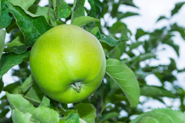 Green apples on a tree. Green apples on a branch ready to be harvested, outdoors, selective focus. Fresh green apples on tree in summer garden. Green apples on tree close up.