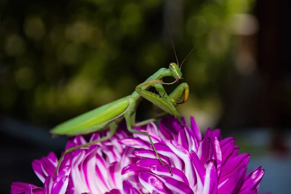 Orando Insectos Mantis Una Flor Jardín Mantis Verde Sentada Sobre — Foto de Stock
