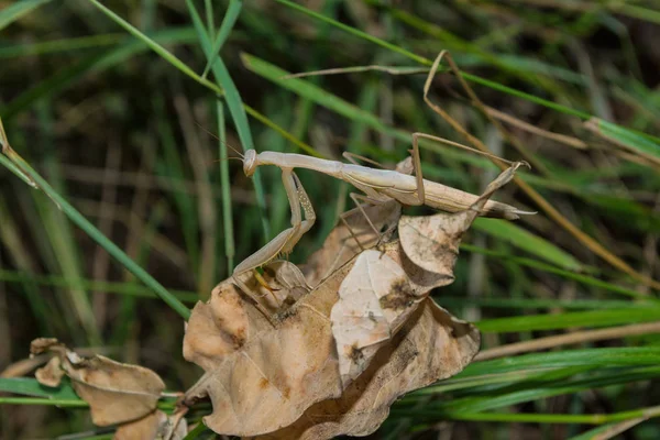 Lätt Mantis Mantis Sitter Ett Torrt Löv Bakgrund Grönt Gräs — Stockfoto