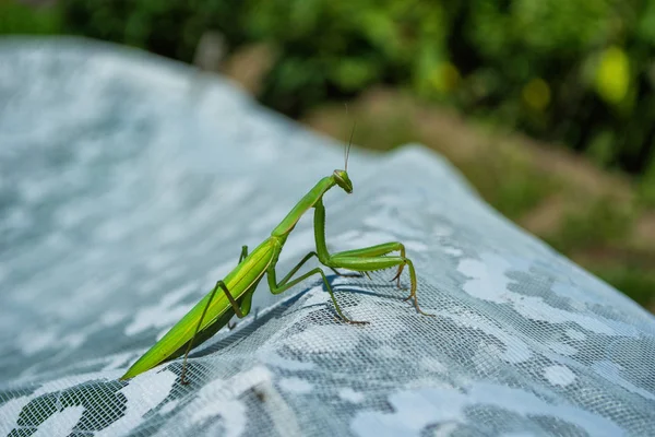 Mantis Verde Mantis Verde Asienta Sobre Una Tela Blanca Jardín — Foto de Stock