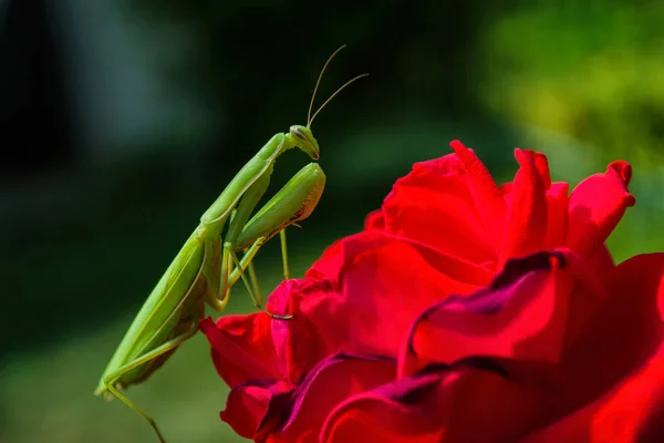 Orando Insectos Mantis en una flor en el jardín. Mantis verde, s — Foto de Stock