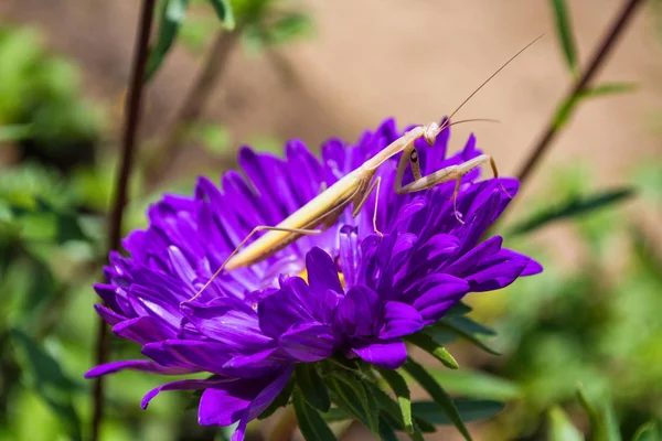 Orando Insectos Mantis Una Flor Jardín Mantis Ligera Sentada Sobre — Foto de Stock