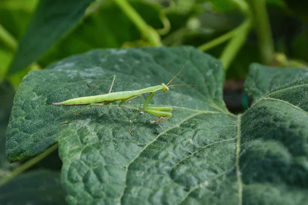 Mantis Verde Mantis Sienta Sobre Una Hoja Pepino Invernadero Mantis — Foto de Stock