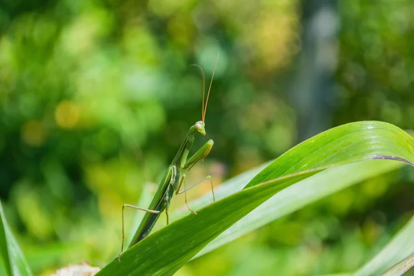 Mantis Verde Mantis Verde Asienta Sobre Las Hojas Verdes Una — Foto de Stock