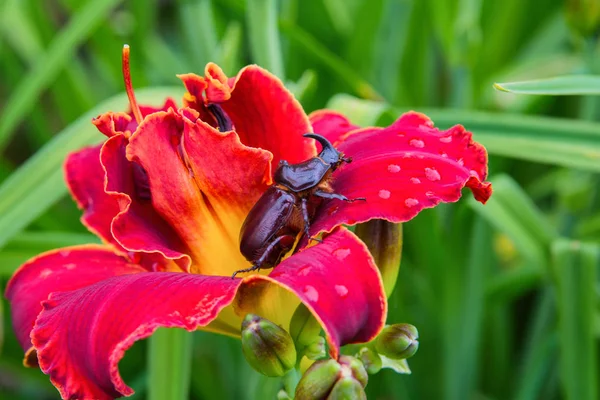 Escarabajo Rinoceronte Escarabajo Sienta Una Flor Color Rojo Claro Escarabajo — Foto de Stock