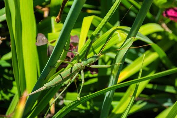 Green stick insect or green Phylliidae. The green Phasmatodea sits on the leaves of flowers in the garden. The green Phasmatodea close up.