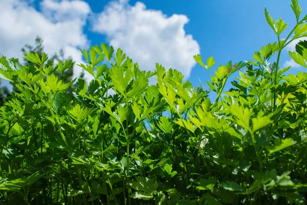 Parsley in the garden against the sky. Ingredient for cooking various dishes. Parsley closeup.