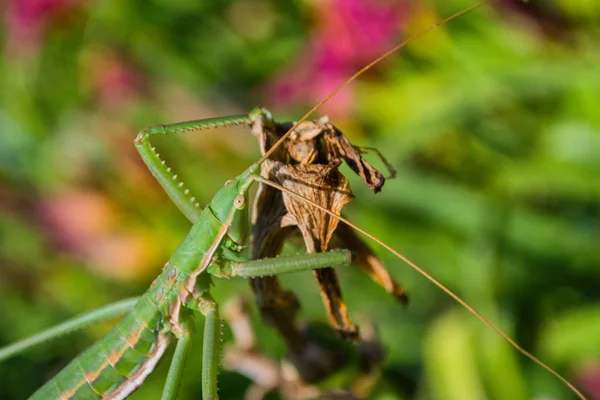 Green stick insect or green Phylliidae. The green Phasmatodea sits on the leaves of flowers in the garden. The green Phasmatodea close up.