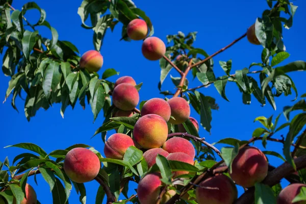 Peaches on tree. Peachtree against the blue sky. Fruit garden.