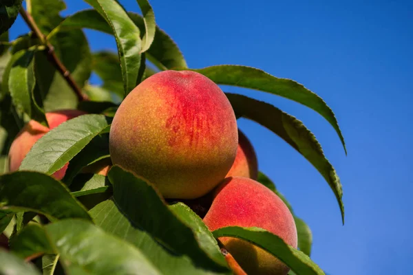 Peaches on tree. Beautiful peaches on tree. Green fruit garden. Peaches close up.