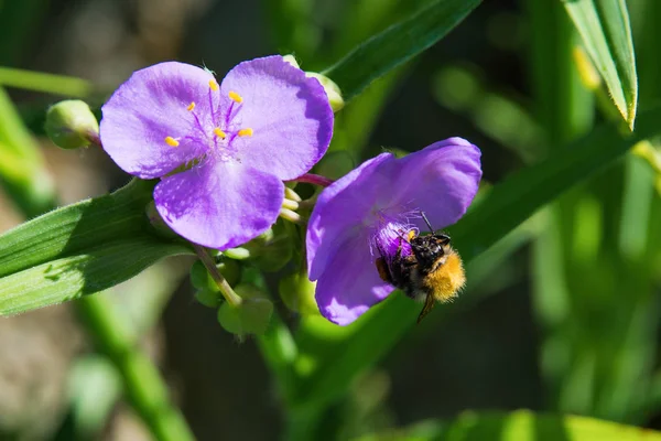 Bumblebee Purple Flower Garden Closeup Bumblebee Purple Flower — Stock Photo, Image