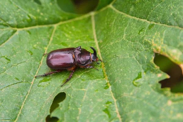 Rhinoceros Beetle Beetle Sitting Cucumber Leaf Rhino Beetle Close — Stock Photo, Image