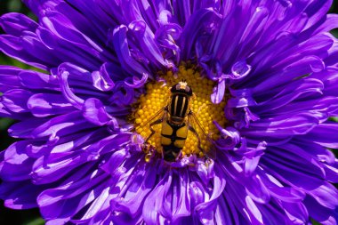 Syrphidae. Bir diptera ailesi, böcekler. Bir çiçek sineği mor bir Aster çiçeğinin üzerinde oturur. Syrphidae yakın çekim.