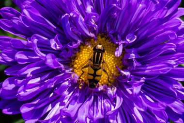 Syrphidae. A family of diptera, insects. A flower fly sits on a purple Aster flower. Syrphidae closeup. clipart