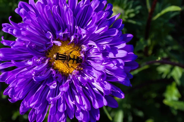 Žádném Případě Rodina Diptera Hmyzu Purpurové Horské Květině Sedí Květinová — Stock fotografie